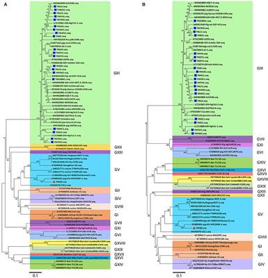 High Genetic Diversity of Porcine Sapovirus From Diarrheic Piglets in Yunnan Province, China